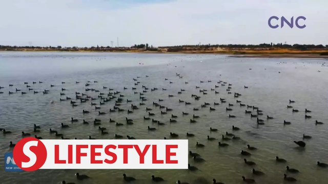 Migratory birds protected in China's Xinjiang