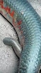 टांगों वाली मछली की तरह दिखने वाली जीव। यह कौन-सा जीव है।Berber Skinks?