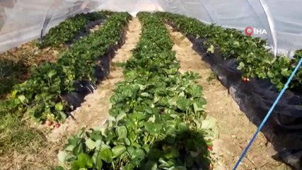 Çilek gelir kapısı oldu