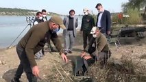 17 kiloluk dev sazan balığını Belediye Başkanı Şahin gölete bıraktı