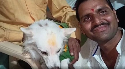 कुतिया मां बनी तो पूरा गांव ढोल-नगाड़ों पर जमकर नाचा, मालिक ने दी खास दावत, कुआं पूजन भी हुआ