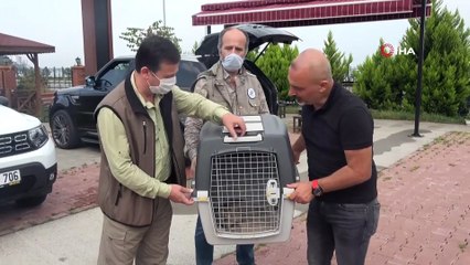 7 yıl sonra Türkiye’de görülen yakalı toy tekrar doğaya bırakıldı