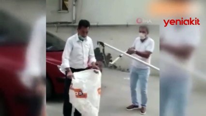 Otoparkta inanılmaz görüntüler! 1.5 metrelik yılan böyle yakalandı