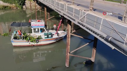 Hatay'da su sümbülleriyle mücadele sürüyor