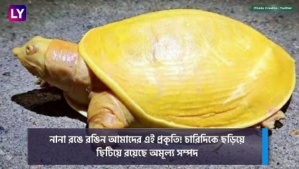 Yellow Turtle Found In West Bengal: বর্ধমানের পুকুরে মিলল হলুদ রঙের বিরল প্রজাতির কচ্ছপ