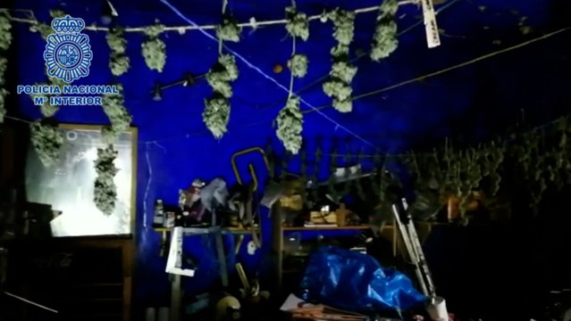 La Policía desmantela una plantación de marihuana en Logroño