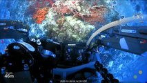 Científicos australianos descubren un arrecife de coral de la altura del Empire State