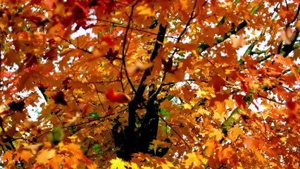 Las Carreteras de Erizos del Reíno Unido