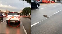 ¡De no creer! Una serpiente llegó hasta Bogotá debajo de una camioneta