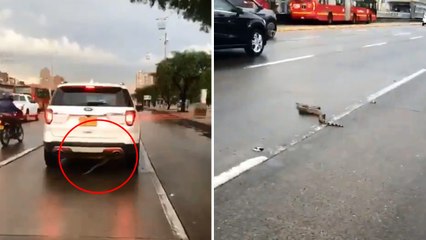 ¡De no creer! Una serpiente llegó hasta Bogotá debajo de una camioneta