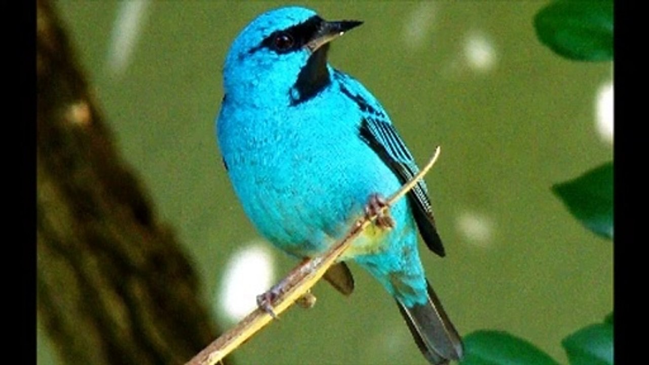 Canto do pássaro Sanhaço Azul  Canto Violino