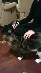 Il ne reconnaît pas sa maitresse qui s’est déguisée en catwoman