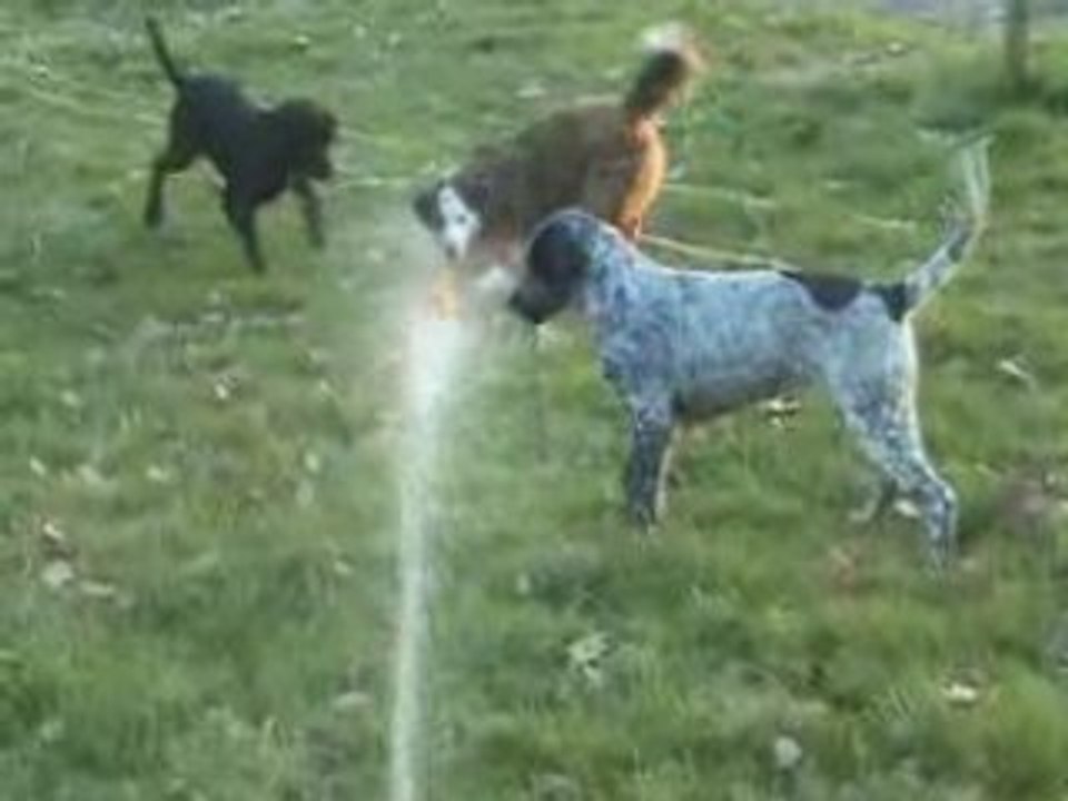 Mes chiens