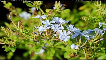 How to Defiance Mosquito/Macher with Magical Benefits Plumbago Zylanica, Urdu/Hindi, Dr. Rehan Ali