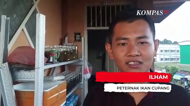 Hilangkan Penat dengan Pelihara Ikan Cupang