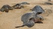 Une plage mexicaine assiste à des pontes records de tortues en voie de disparition