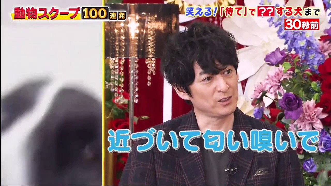 動物スクープ１００連発 2020年10月29日 激カワ＆爆笑！犬猫ペット　行動…ご主人のギモン解明ＳＰ - (edit 2/2)