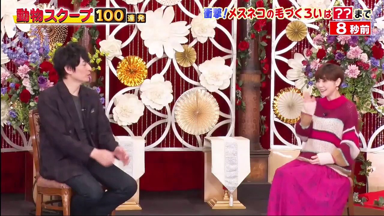 動物スクープ１００連発 2020年10月29日 激カワ＆爆笑！犬猫ペット　行動…ご主人のギモン解明ＳＰ - (edit 1/2)