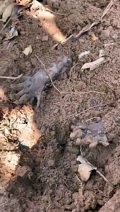 Pattes étranges recouvertes de terre