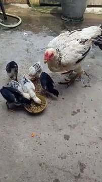 hens and roosters information