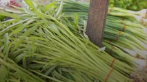 Chives vs. Green Onions: What's the Difference?