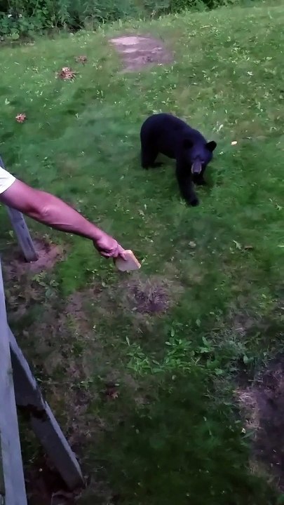 Hand Feeding a Bear Some Bread