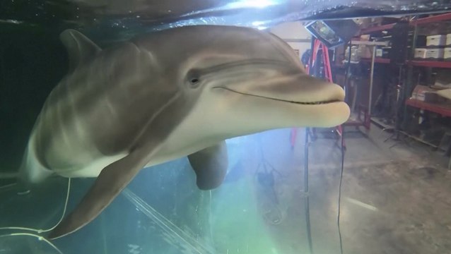 Robot podría reemplazar animales en parques temáticos