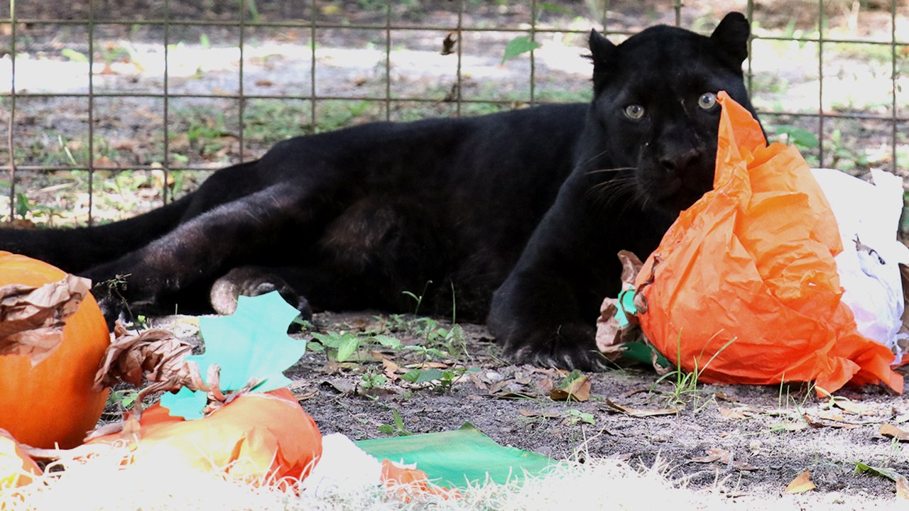 Big Cat Grrrrowloween!
