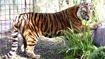 Tiger Touches Grass For The First Time - Final Episode