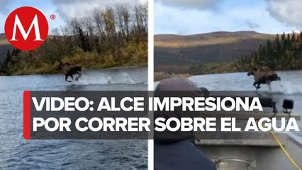 Captan a un alce 'caminando' sobre las aguas de un río en Alaska