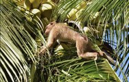 Coconut Milk Is Being Pulled from Shelves at Costco, Other Retailers After Some Brands Allegedly Used Monkeys for Forced Labor