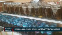 Pelihara Ikan Cupang Penghilang Penat Ditengah Pandemi Covid-19