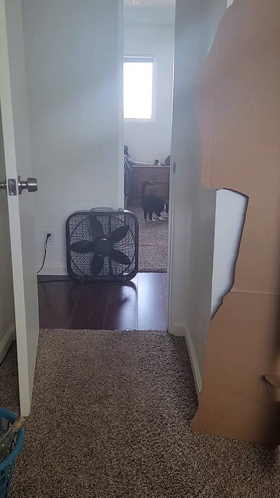 Cat Brings the Laser Pointer for Playtime