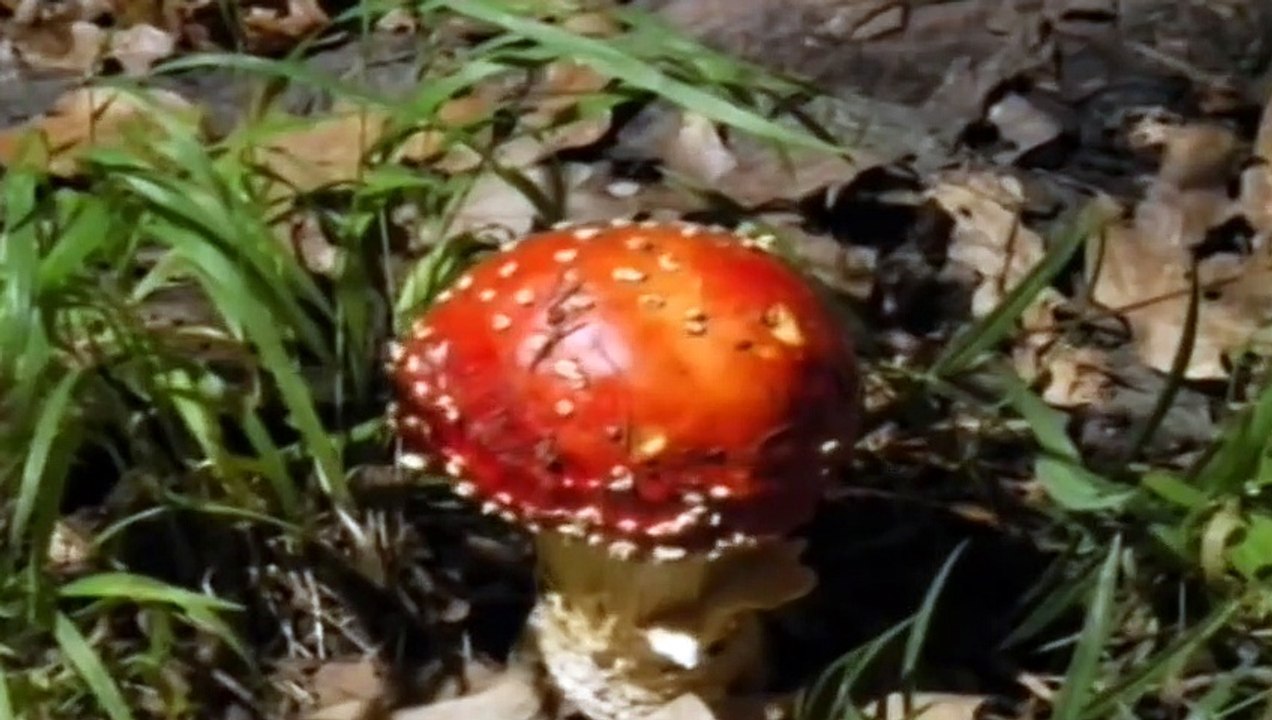HONGOS PSILOCIBIOS PSICODELICOS ALUCINOGENOS Y SETAS ALUCINOGENAS