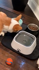 Ollie Disapproves of New Water Bowl