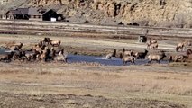 Herd of Elk Frolicking in Pond