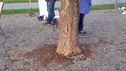 Fast Doggie Chases RC Car