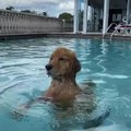 Golden Retriever Walks Back And Forth On Hind Legs Inside Pool