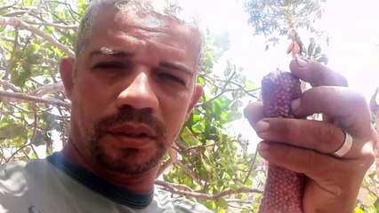 Pequena horta orgânica