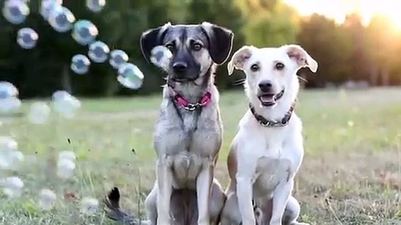 doggy best friends hug each other - doggy best friends hug each other