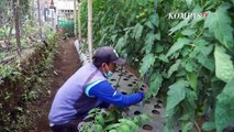 Budidaya Tomat Beef Jadi Penghasilan Baru Petani Lembang
