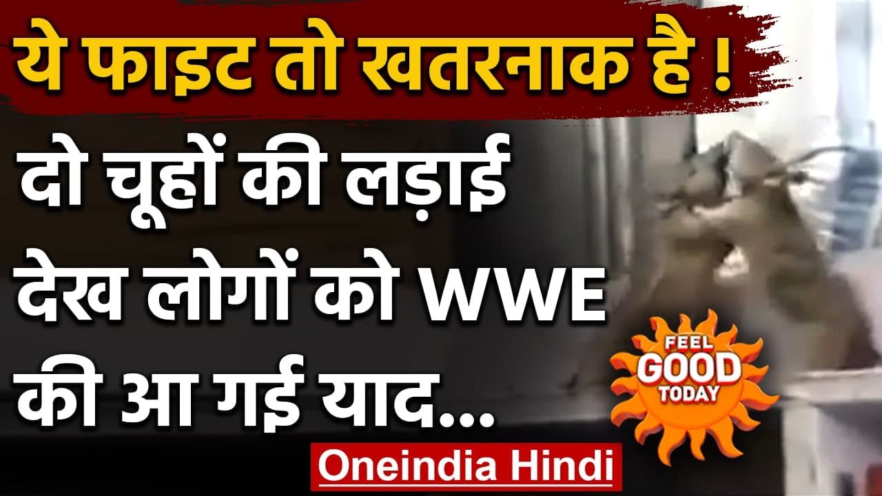 Feel Good : किराने की दुकान में दो चूहों की खतरनाक Fight,लोगों को WWE की आई याद | वनइंडिया हिंदी