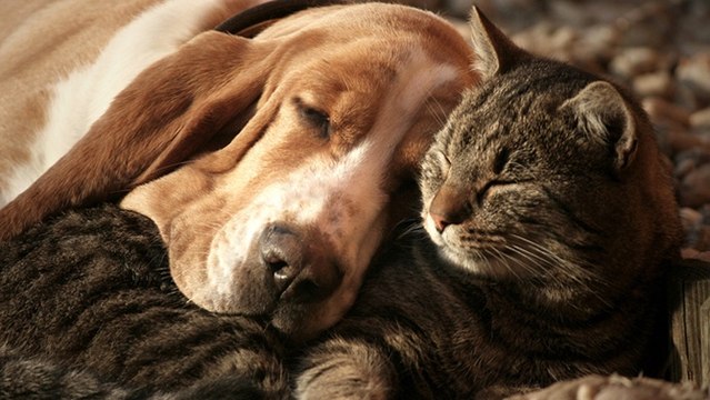 Plutôt chiens ou chats ? Votre réponse définit votre personnalité