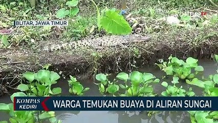 Warga Blitar Temukan Buaya Di Aliran Sungai