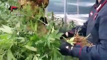 Bovalino (RC) - Serra con mille piante di marijuana arrestata intera famiglia (29.10.20)