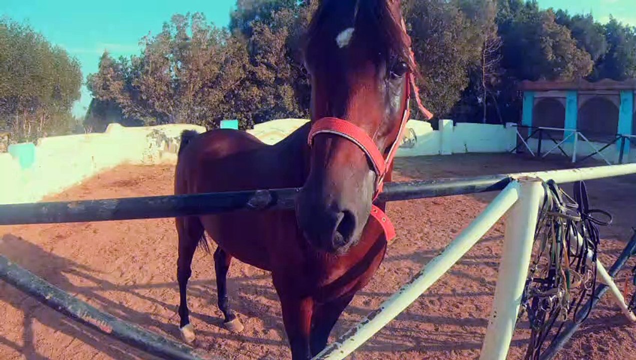 Herbstferien 2020 Reiten 2. Tag