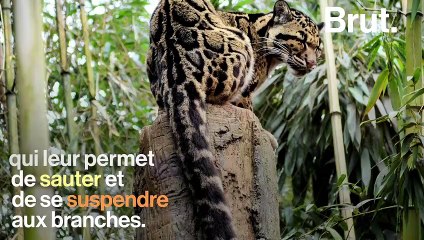 Connaissez-vous la panthère nébuleuse ?