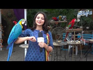 Parrott House of Lahore Zoo