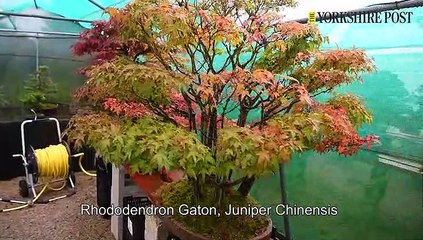 North Of England Bonsai