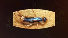 Creepy Crawley Earwigs 360 video